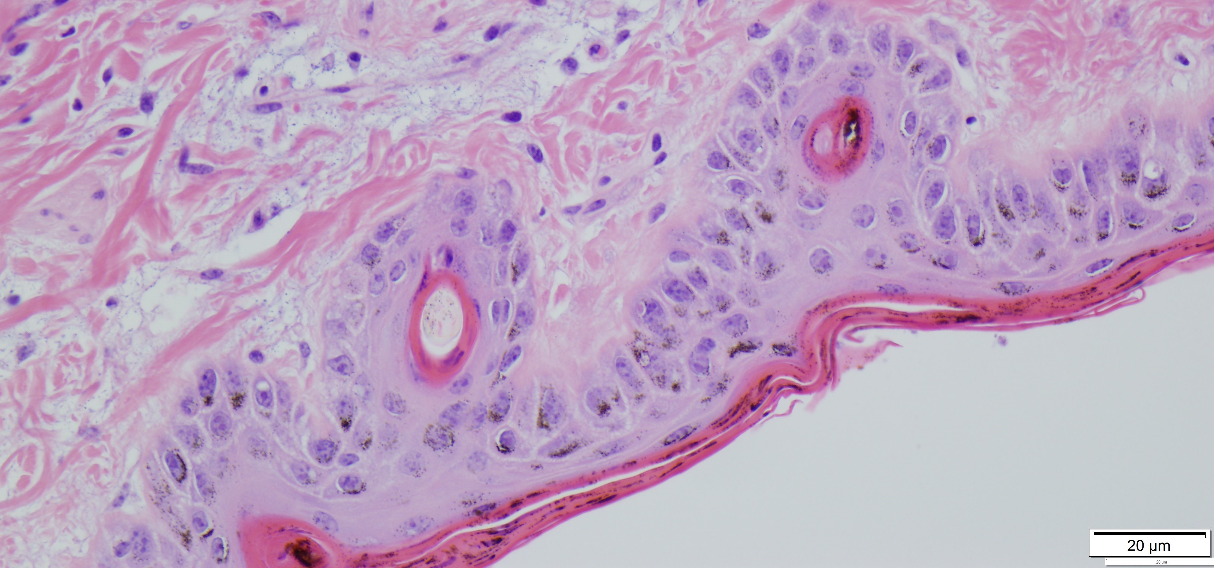 Histology Department Of Veterinary And Biomedical Sciences