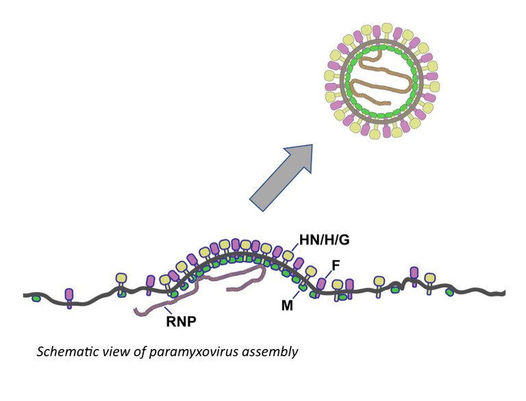 Paramyxovirus assembly