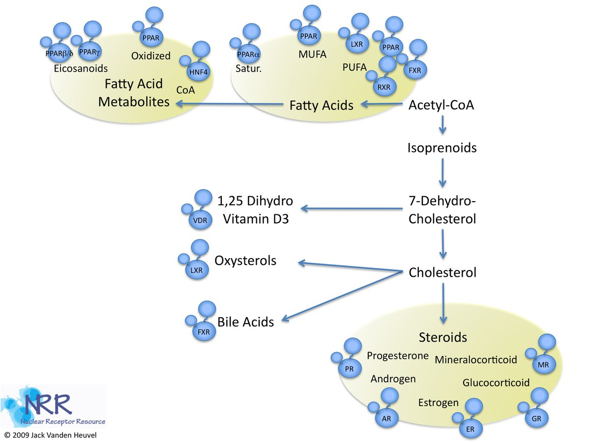 Article: Nuclear Receptors as Nutriable Targets — Research