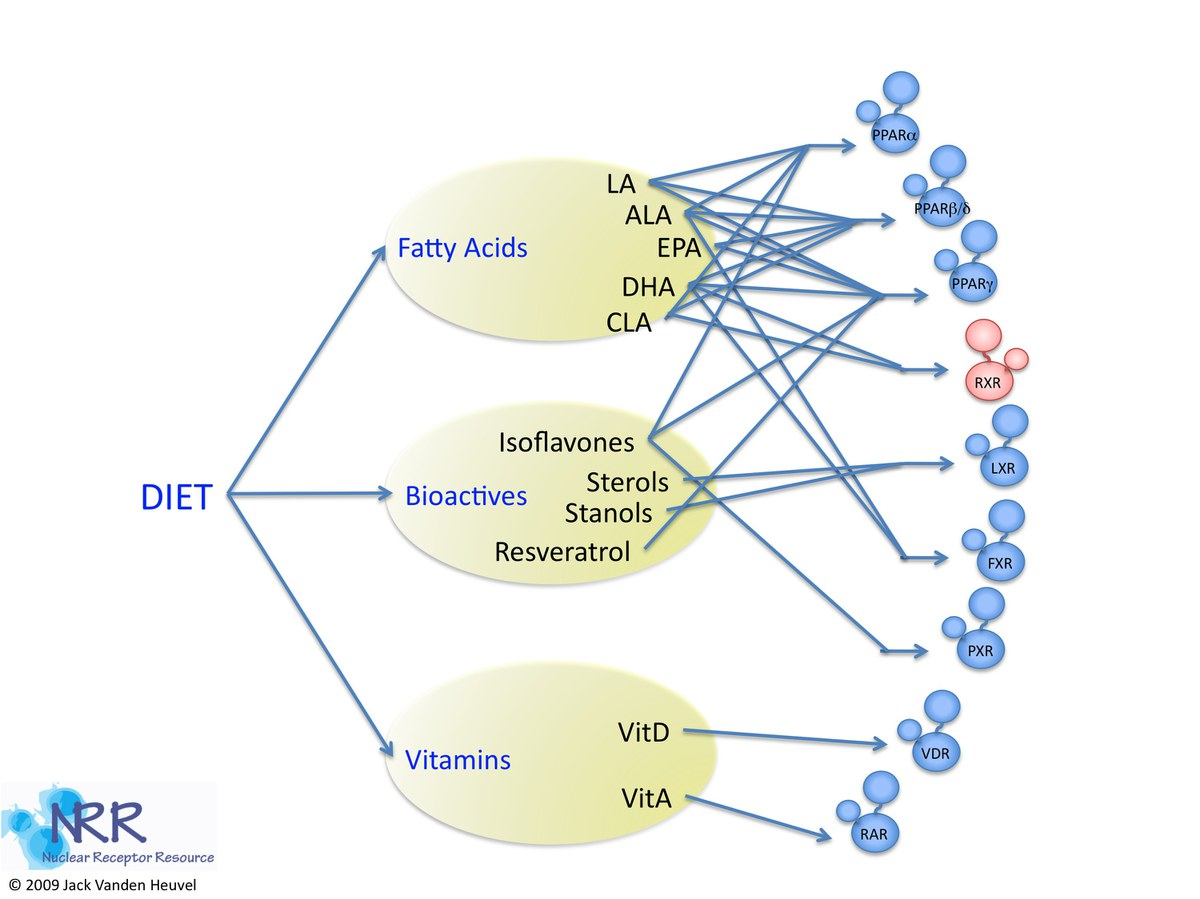 Figure 3. Nuclear receptors as targets of dietary constituents